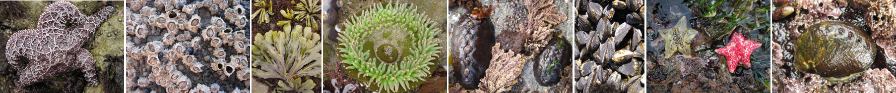 Pacific Rocky Intertidal Monitoring Banner Image - Full