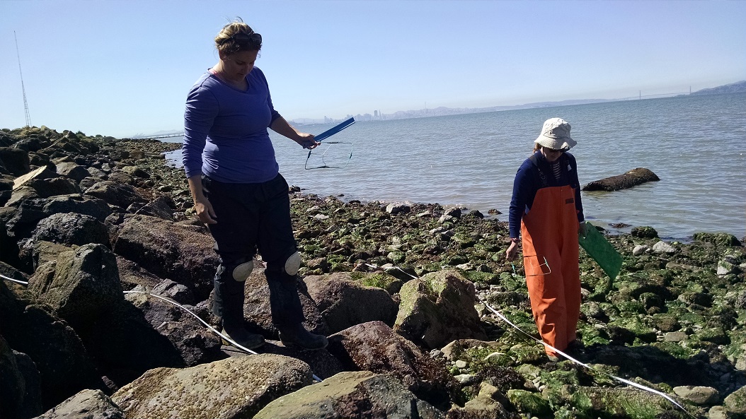 Sampling Fucus populations in the East San Francisco Bay with the Golden Gate Bridge as a backdrop
