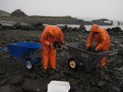 Collecting Fucus in wheelbarrows at Golden Gate fields to be transplanted to Point Isabel