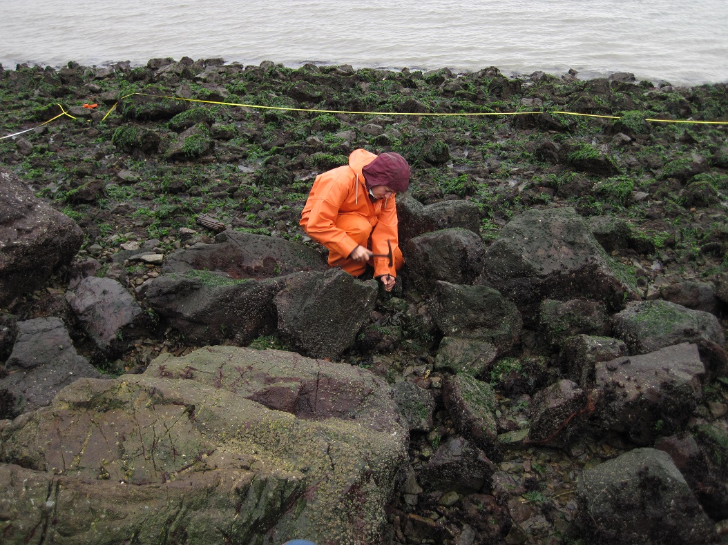 Laura installing a Fucus restoration plot