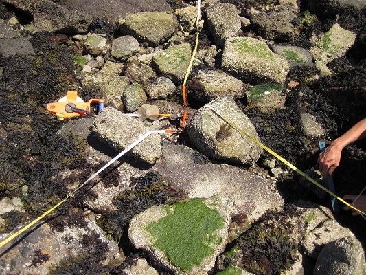 Measuring Fucus with a ruler