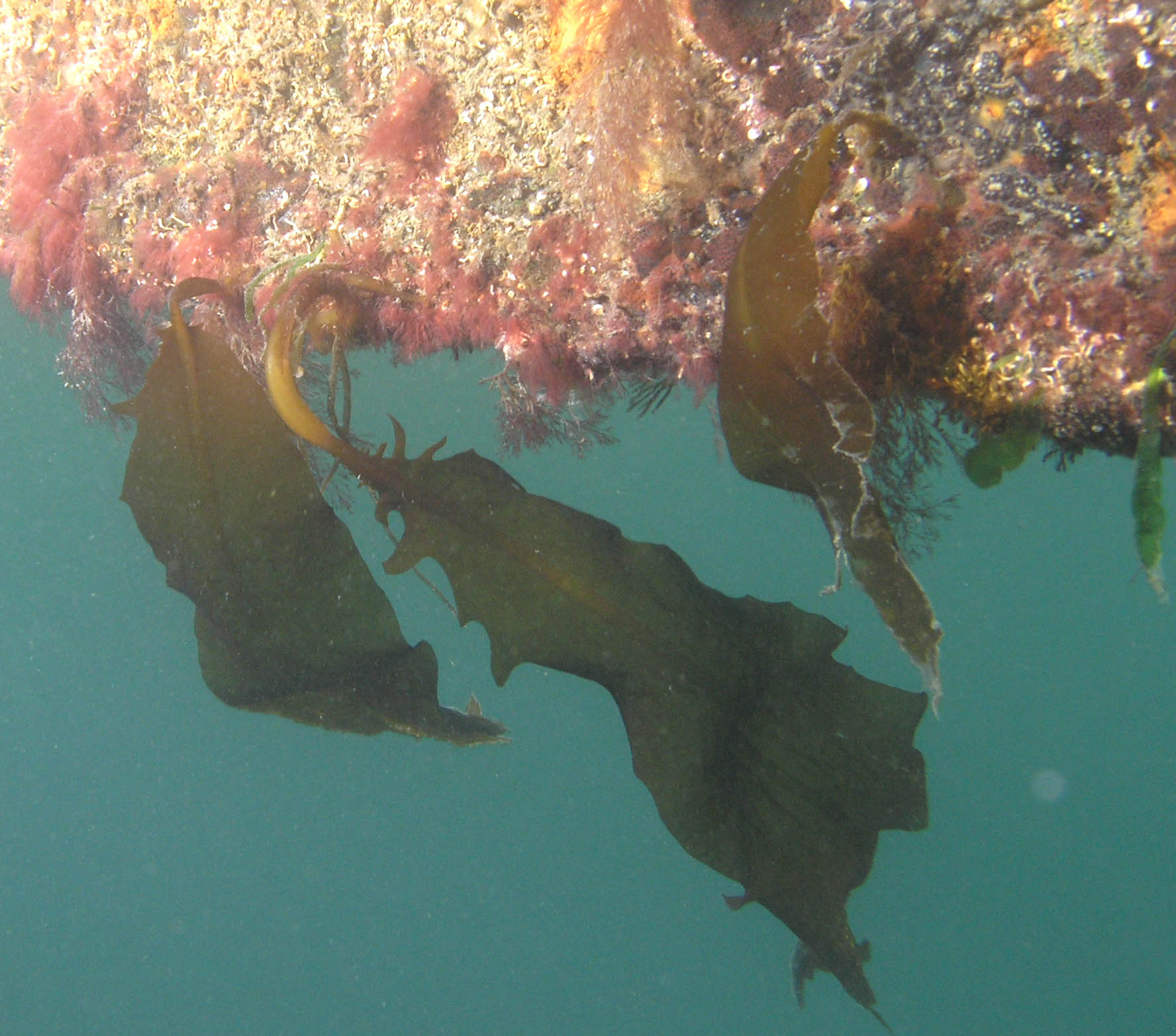 Undaria on boat keel