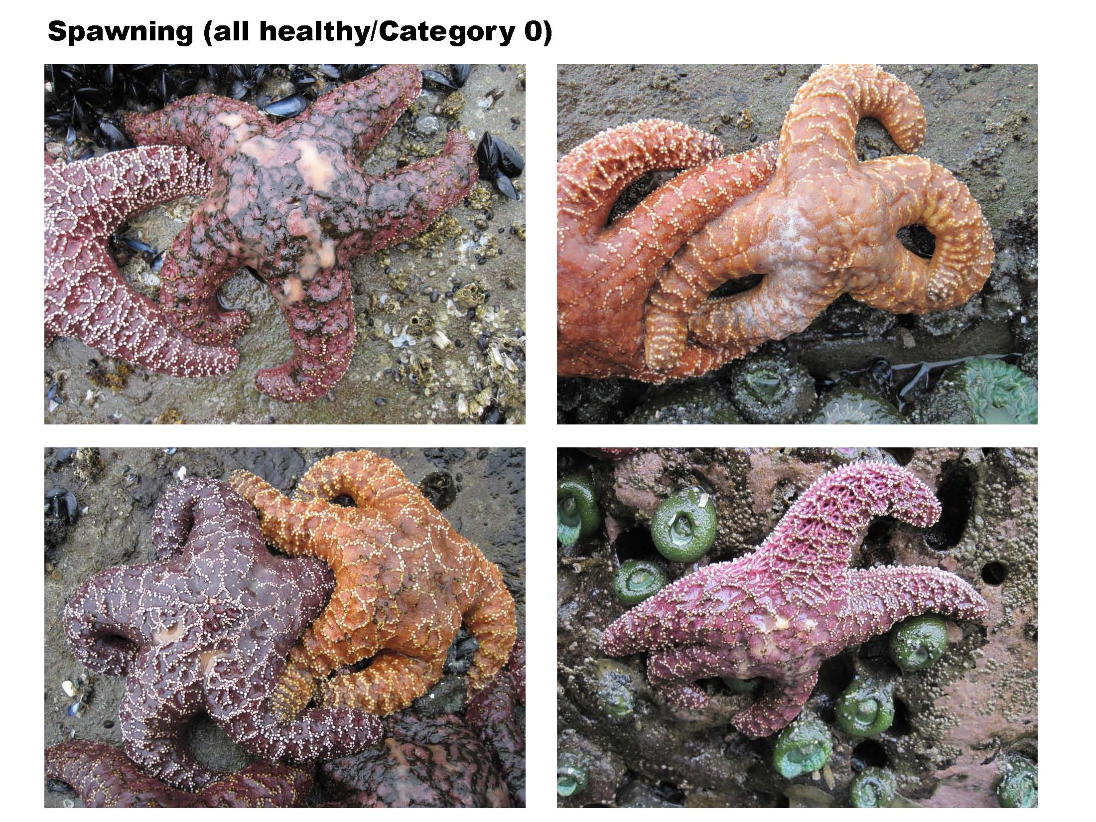 Devastating Starfish Disease May Be Caused by Waterborne Virus