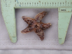 juvenile pisaster ochraceus b