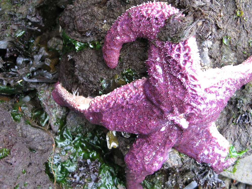 diseased pisaster ochraceus on June 27, 2014