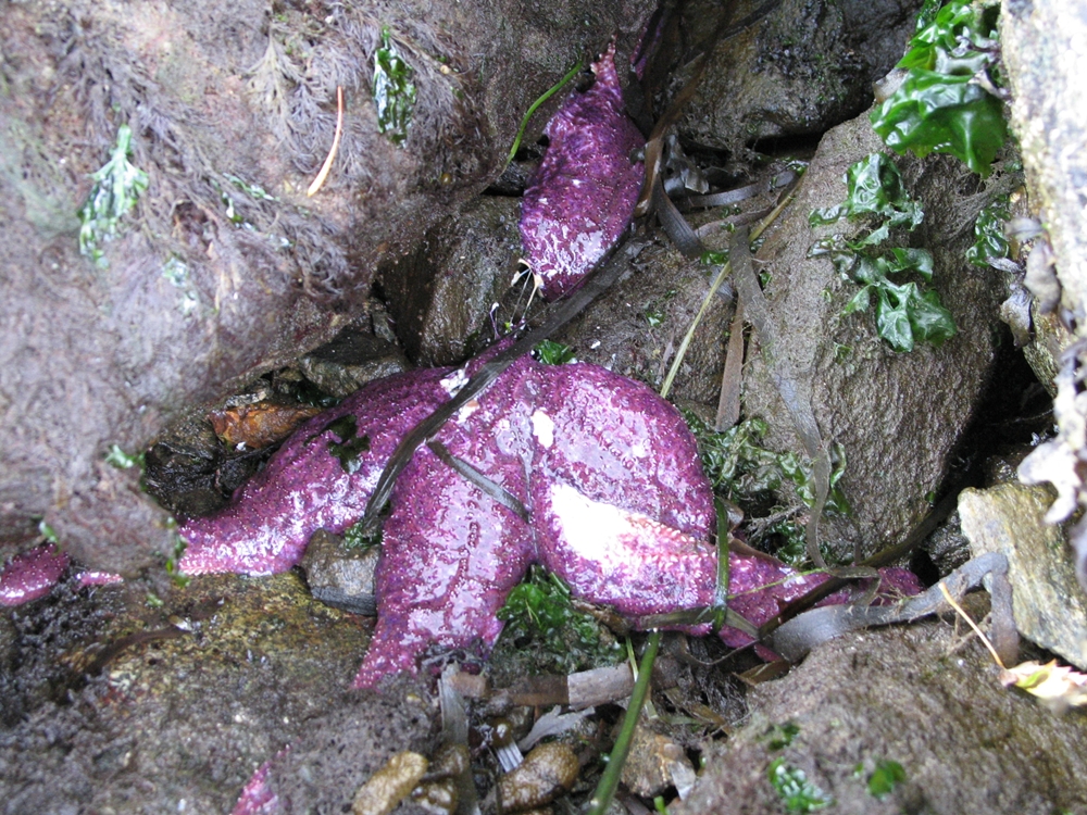 diseased pisaster ochraceus on June 28, 2014