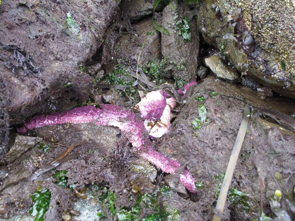 diseased pisaster ochraceus on June 29, 2014