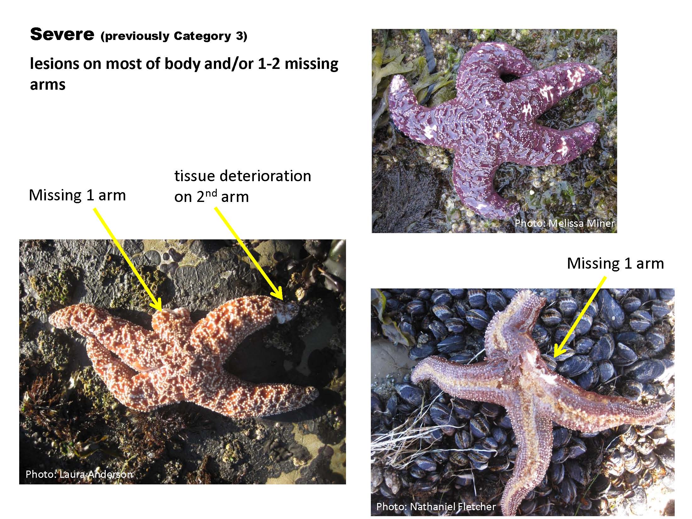 Devastating Starfish Disease May Be Caused by Waterborne Virus