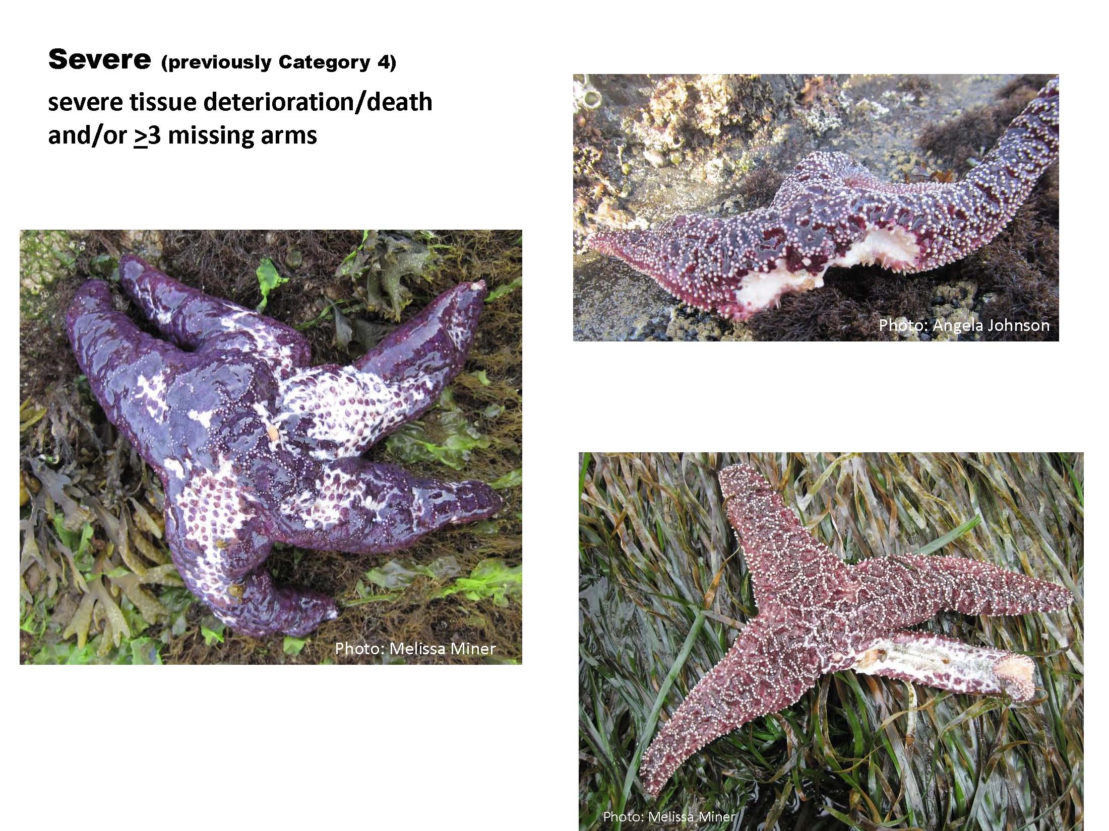 Sea Star Wasting Syndrome | MARINe