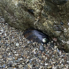 half buried abalone