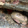 abalone image