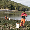 Swinomish Indian Tribal Community’s Fisheries Department dig clams on a beach in Skagit Bay as part of a survey