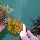 Non-native invasive Undaria seaweed