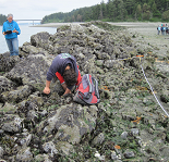 Citizen scientists monitoring sea stars