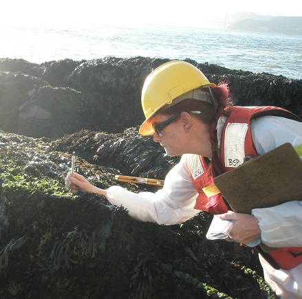 Non-native invasive Undaria seaweed