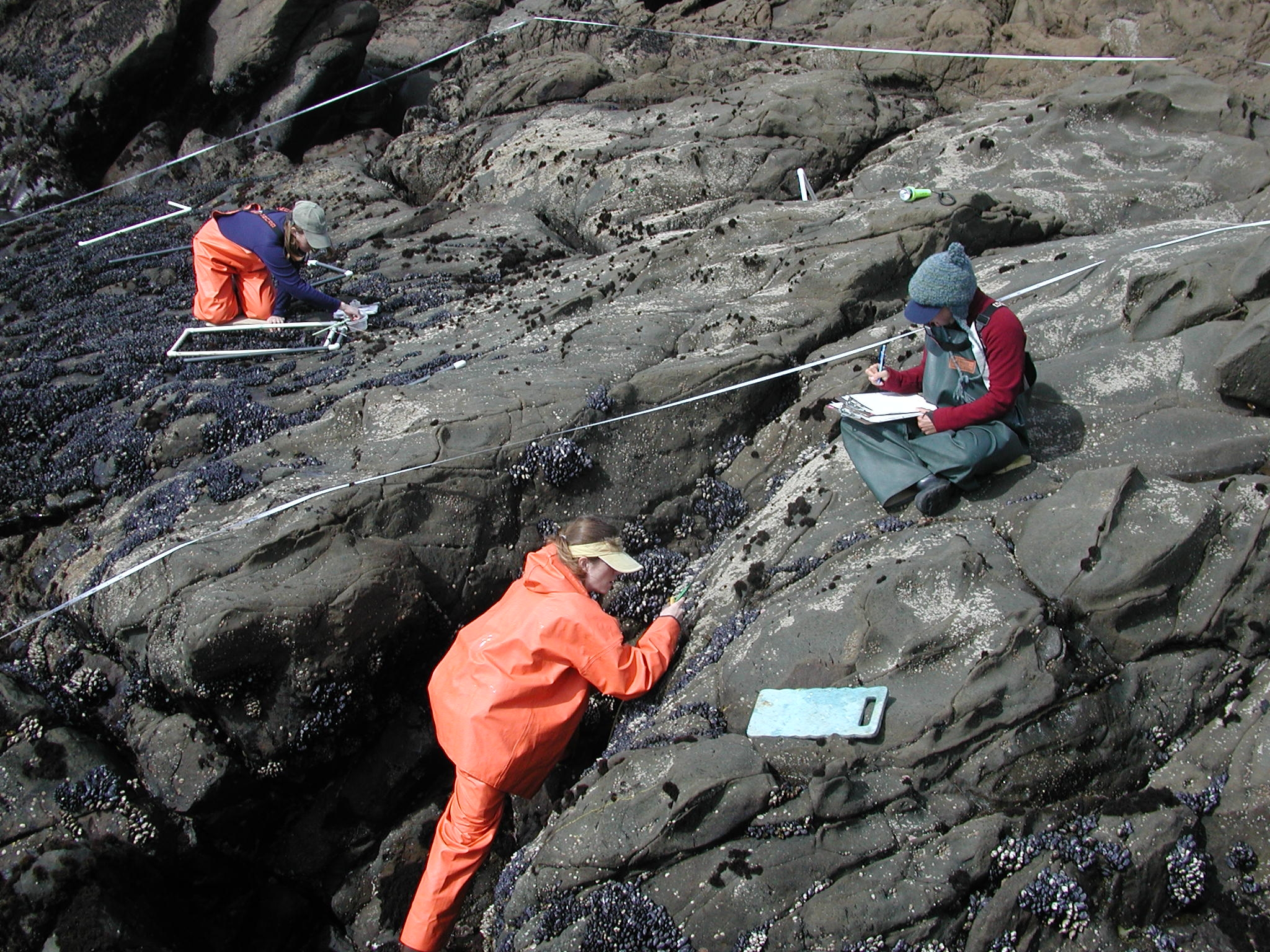 Cayucos sampling