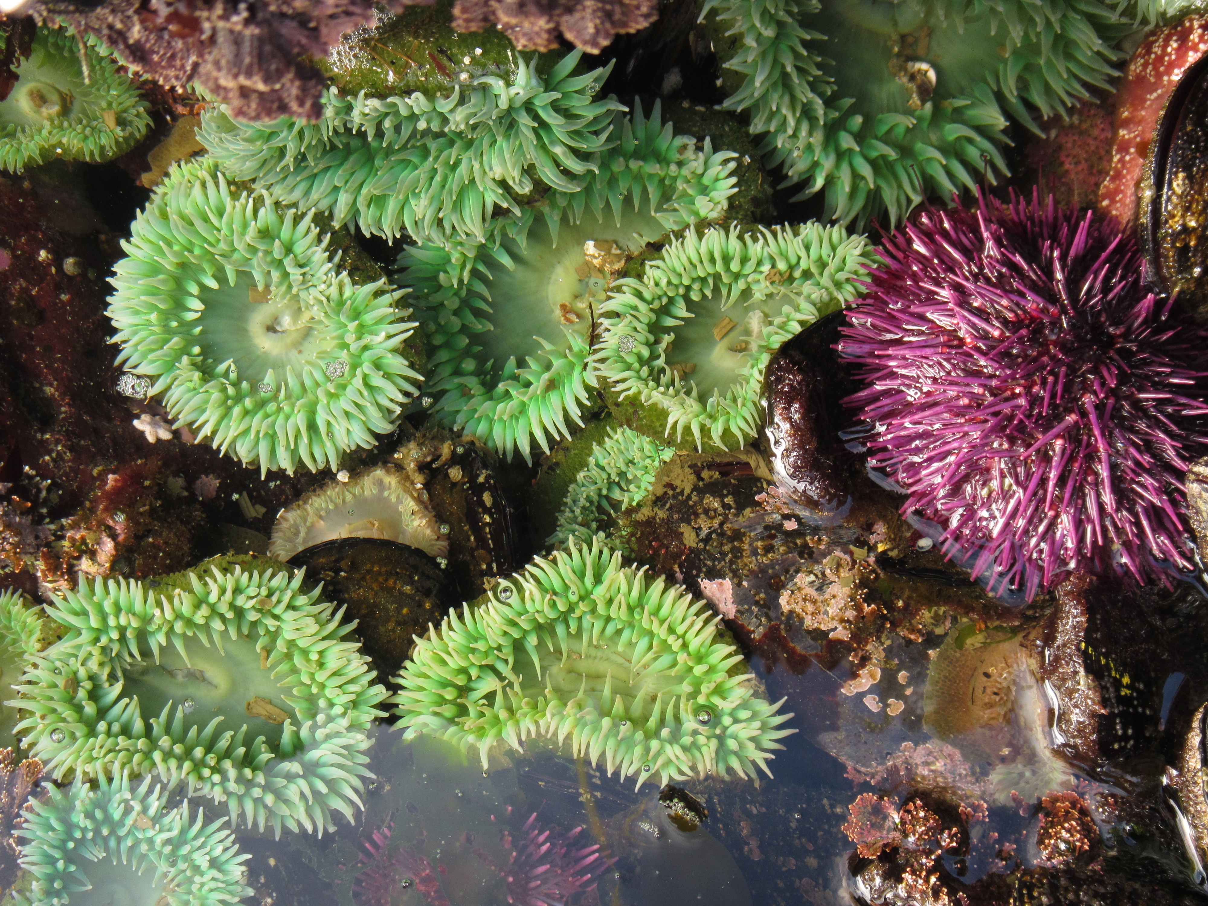 fog_anthopluera_urchin_dl_su16.jpg