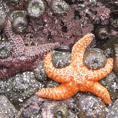 Sea Stars