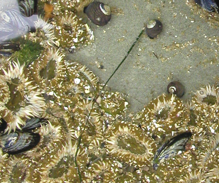 Anthopleura target species image 1