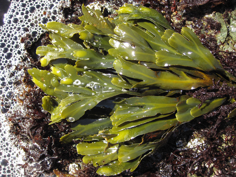 alga fucus