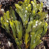 Fucus