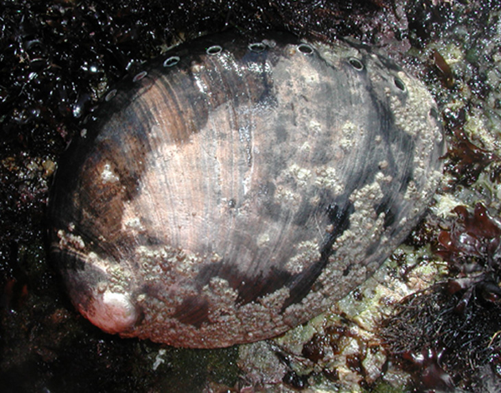 Pink Abalone  NOAA Fisheries