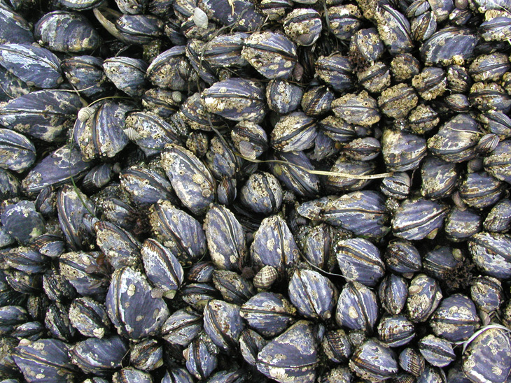 phylum mollusca mussels