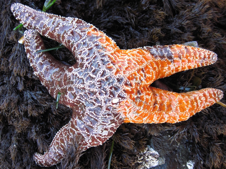 intertidal zone starfish