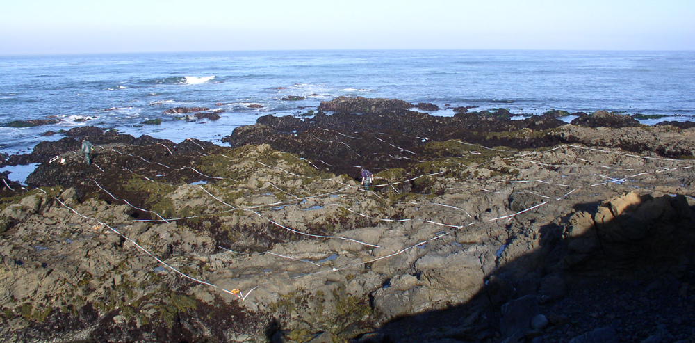 Biodiversity Survey set up at Cambria, CA