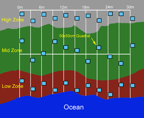 Simplified cartoon depiction of biodiversity survey grid with mobile quadrats