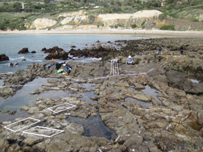 Abalone Cove long-term monitoring closeup