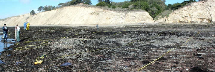 Alder Creek/Duxbury biodiversity survey overview