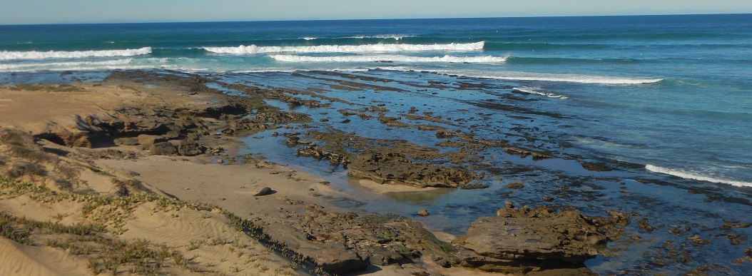 Anchor Point biodiversity survey overview