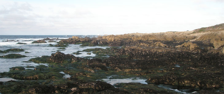 Asilomar biodiversity survey overview