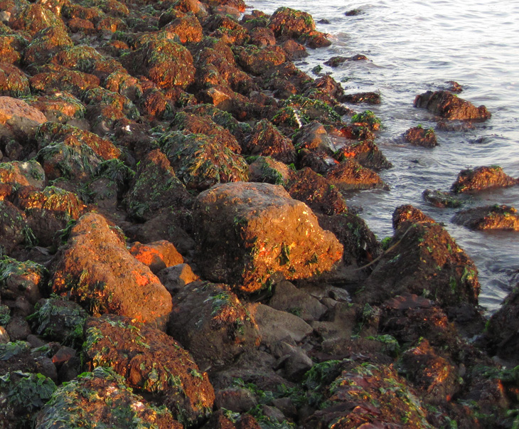 Ballena Bay closeup