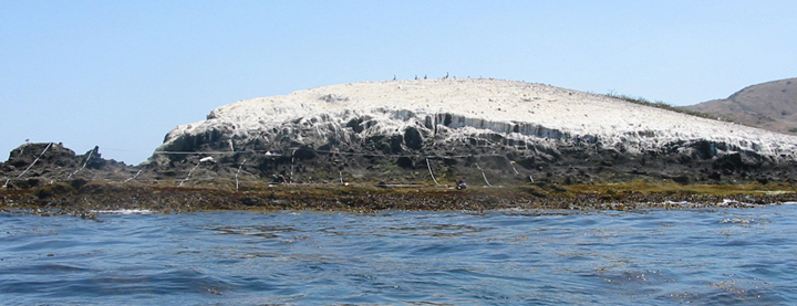 Bird Rock biodiversity survey overview