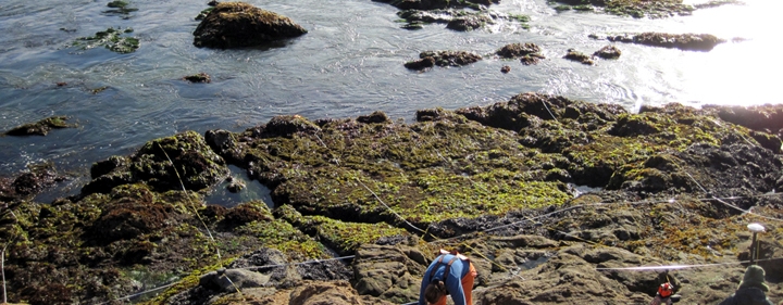 Bodega Head biodiversity survey overview