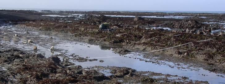 Bolinas Point biodiversity survey overview