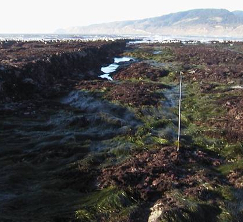 Bolinas Point long-term monitoring overview