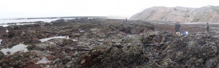 Bolinas Point Wreck biodiversity survey overview