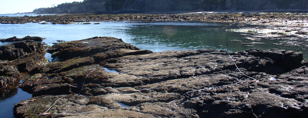 Cape Arago biodiversity survey overview