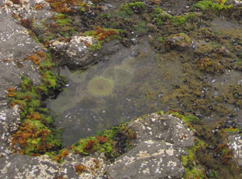 Cape Meares biodiversity closeup
