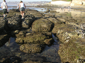 Cardiff Reef long-term monitoring closeup