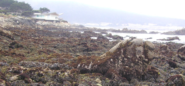 Carmel Point long-term survey overview