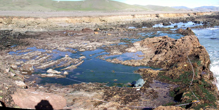 Cayucos biodiversity survey overview