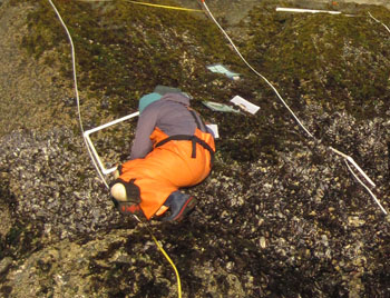 Coquille Point biodiversity closeup