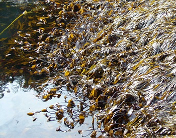 Coronation Island biodiversity closeup
