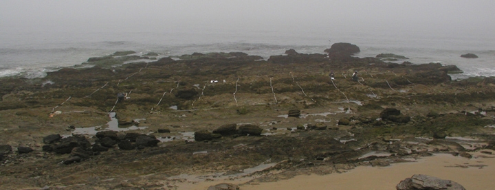 Crystal Cove biodiversity survey overview