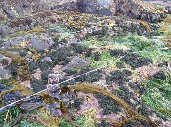 Duck Island biodiversity closeup