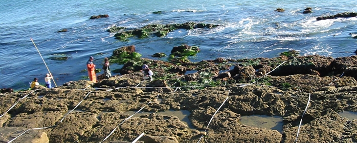 Ford Point biodiversity overview